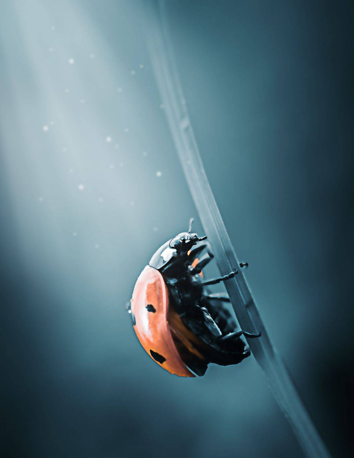 божья коровка, природа, макро, насекомое, синий фон, красный, лето, макро мир, макро съёмка, художественный образ, YULYA ROMANOVA