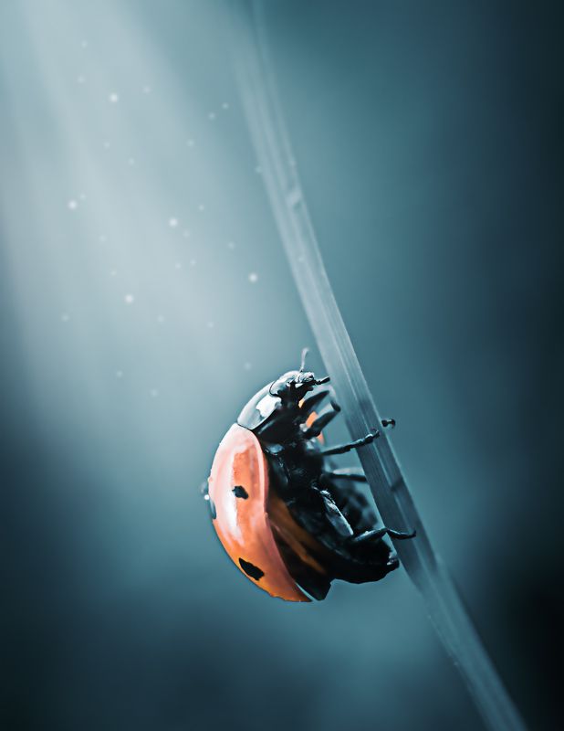 божья коровка, природа, макро, насекомое, синий фон, красный, лето, макро мир, макро съёмка, художественный образ Под лучами света фото превью