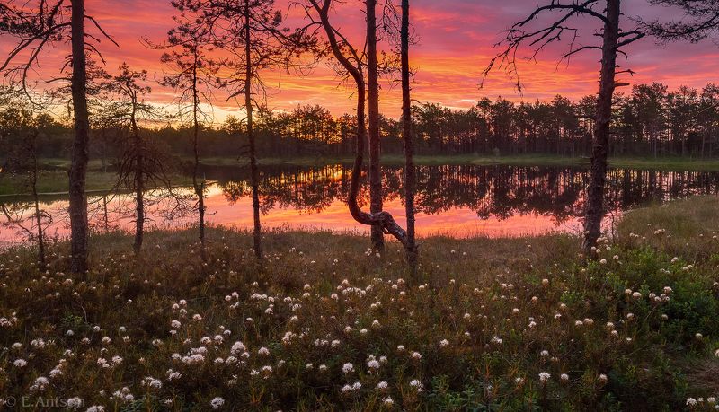 пейзаж, природа, эстония Утро на болоте фото превью