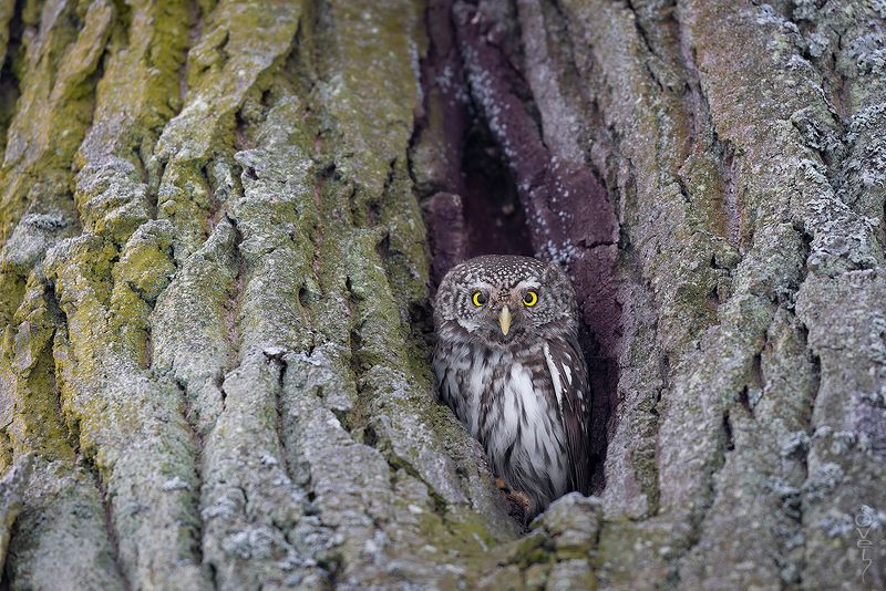 воробьиный сыч неприветливый хозяин фото превью