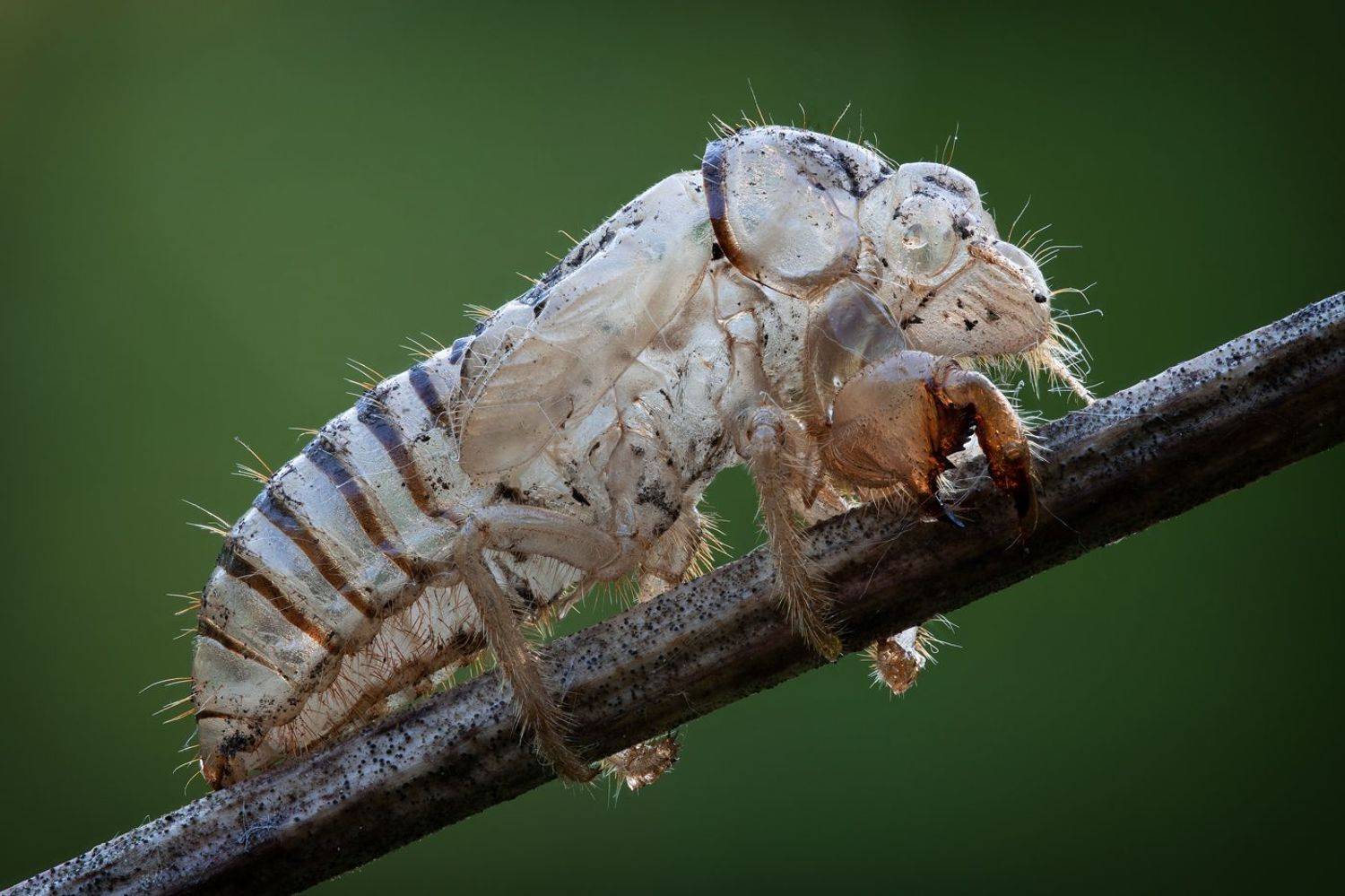 , Кузнецов Дмитрий