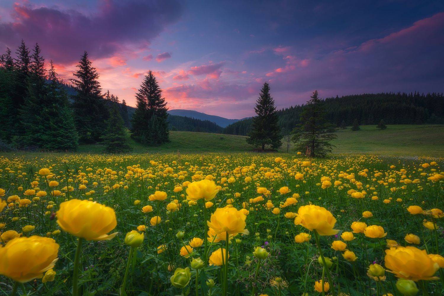 , Mariyana Atanasova - Lucero