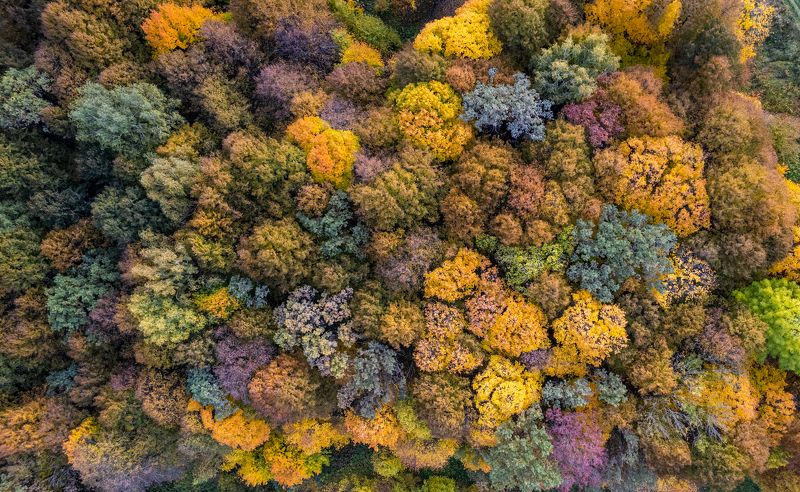 осень, листва, Подмосковье Краски осени фото превью