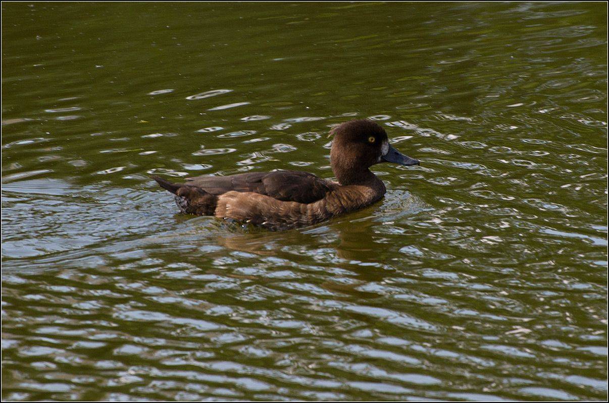 москва, парк, птица, АНАТОЛИЙ ДОВЫДЕНКО