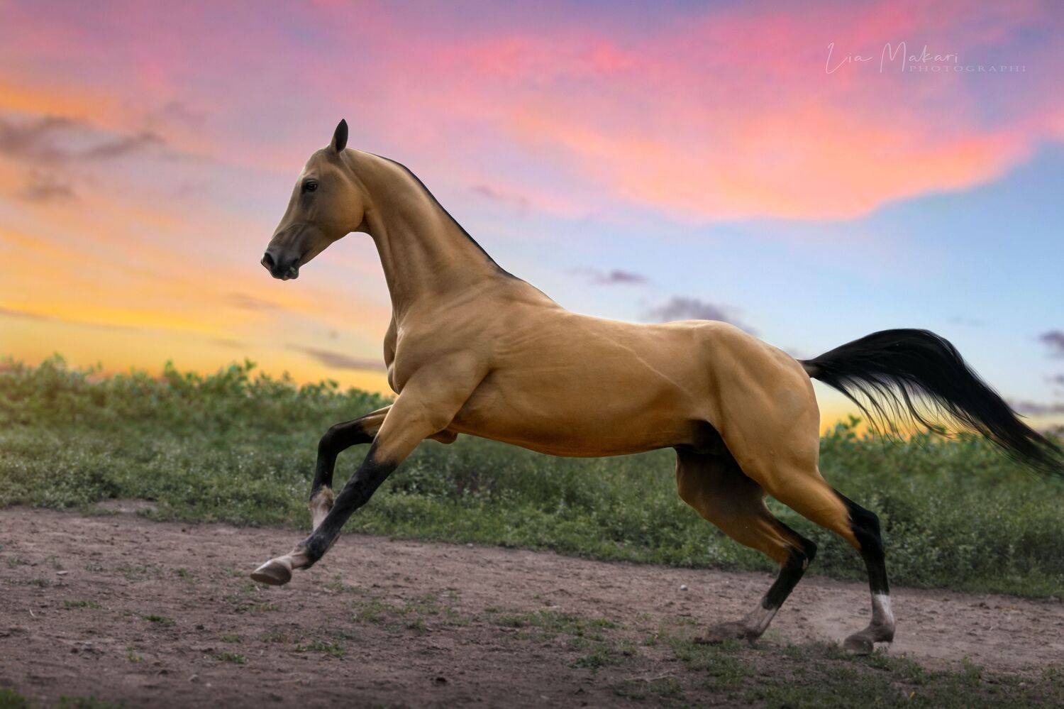 Лошади, лошадь, horse, Lia Makari