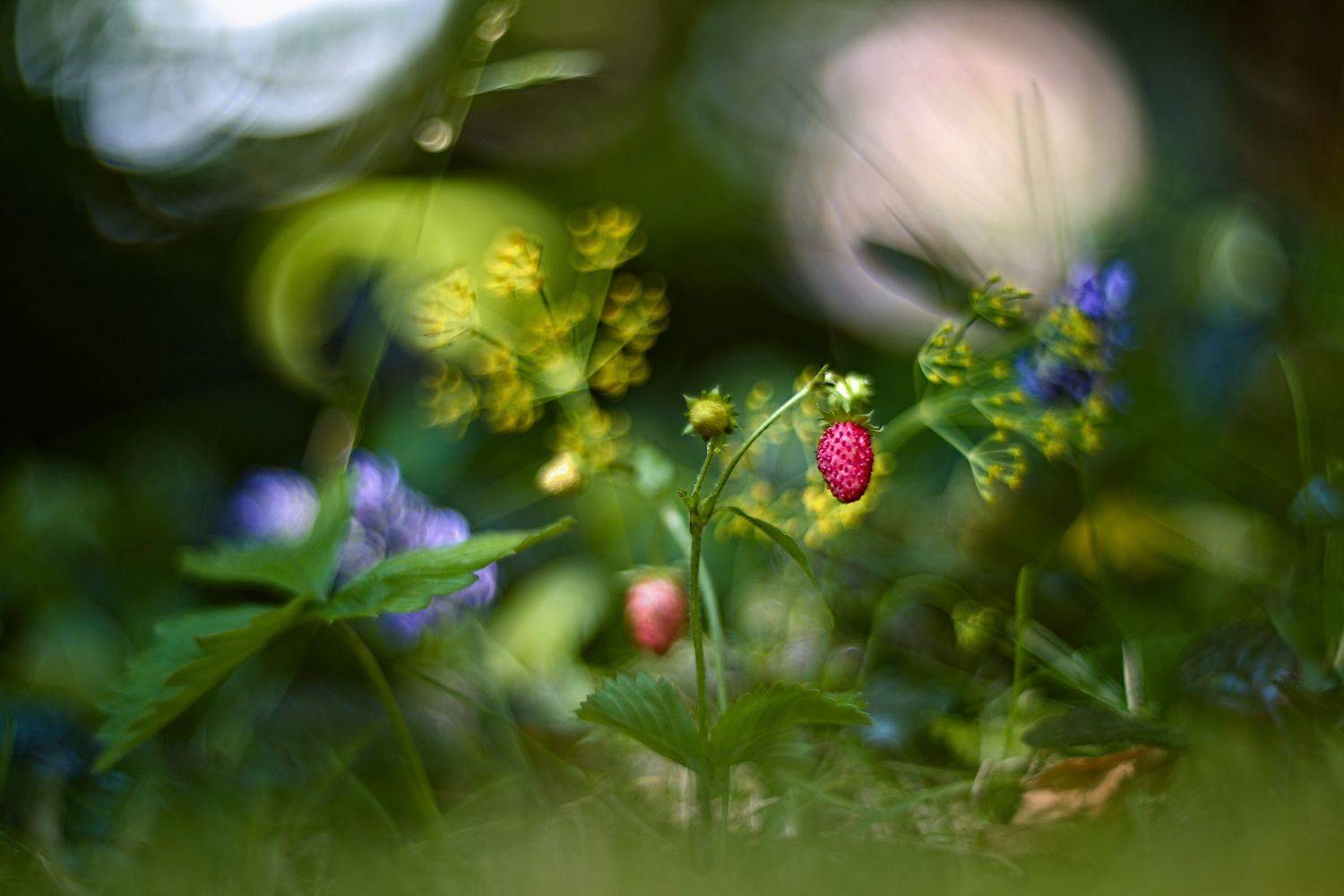 , Эдуард Колобошников