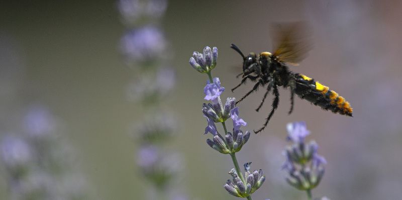 Шершень фото превью