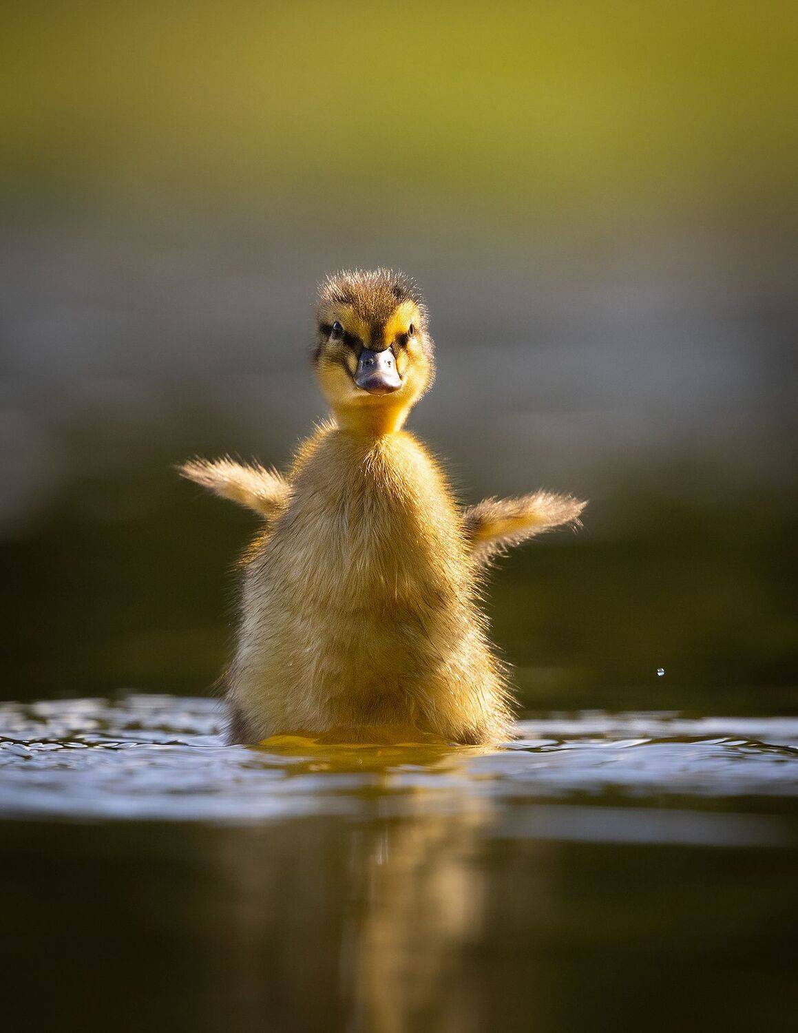 , Robert Adamec