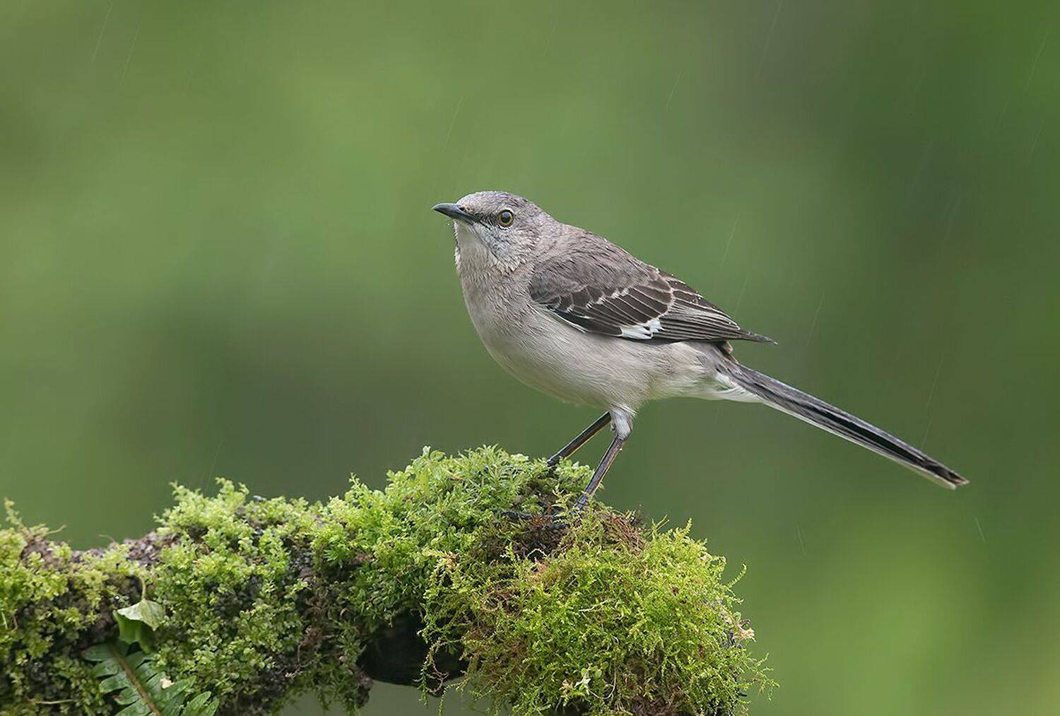 northern mockingbird, многоголосый пересмешник, пересмешник, mockingbird, Etkind Elizabeth