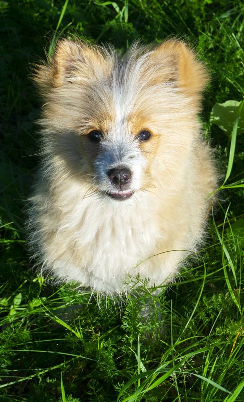 животные, домашние животные, собаки Пушистик фото превью