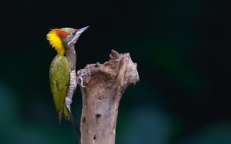 picus chlorolophus Picus chlorolophus фото превью