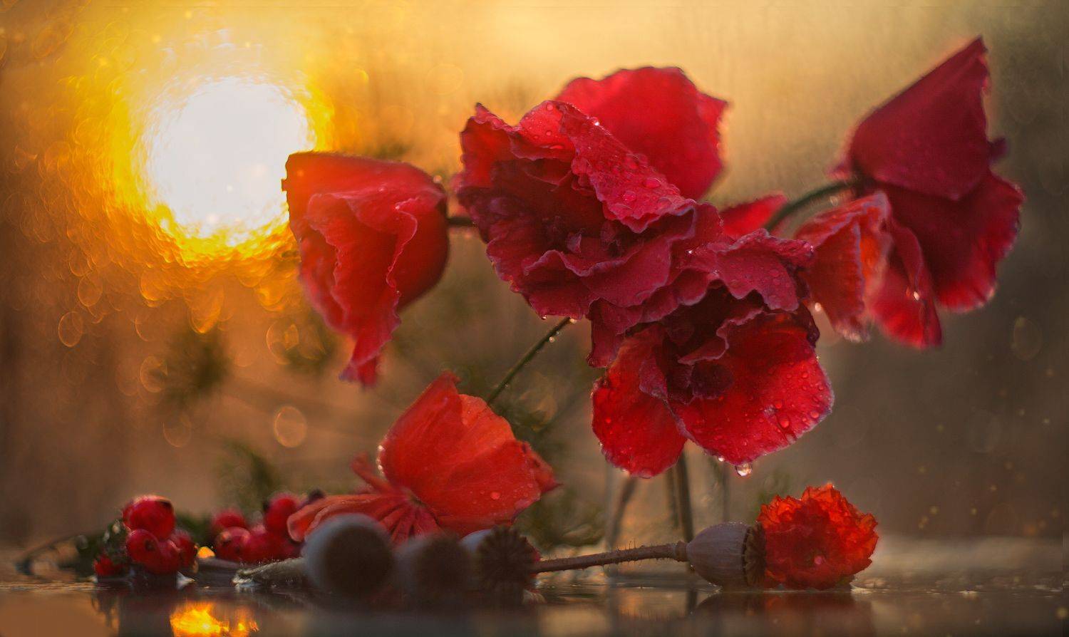 маки, закат, смородина, боке, гелиос, Лионелла Зимина