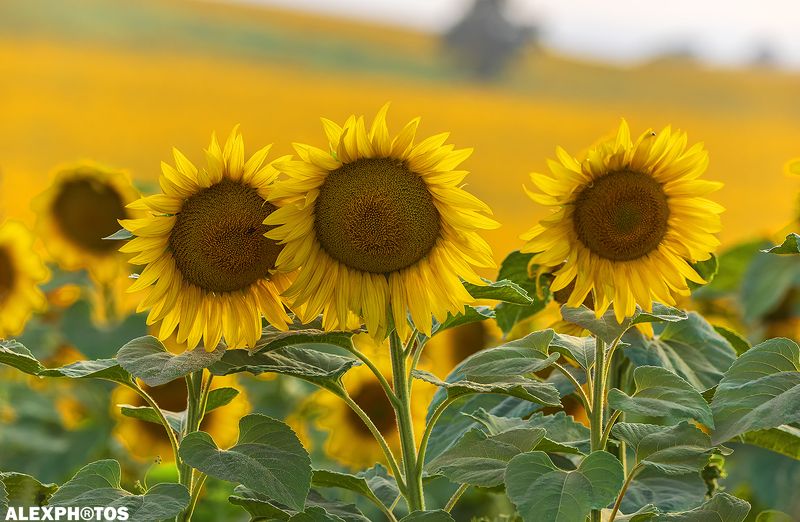 Солнечный закат фото превью