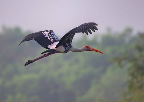 Painted Stork