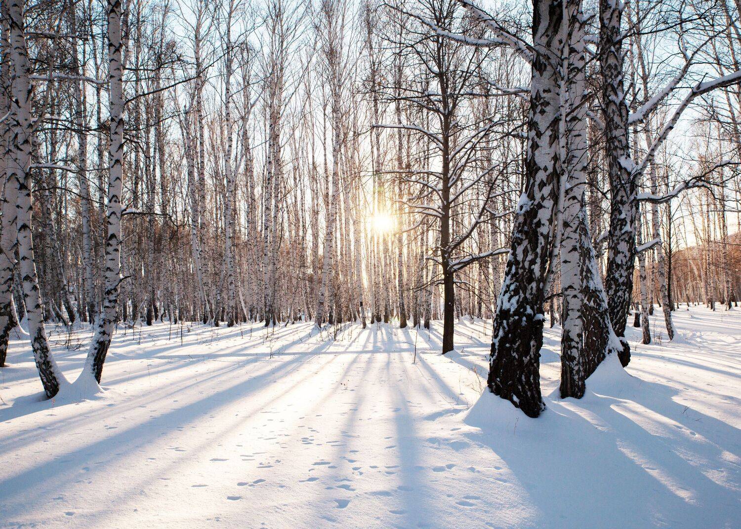 зима лес береза яркость свет , Шустиков Дмитрий