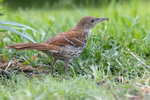 Brown Thrasher juvenile -  Коричневый пересмешник