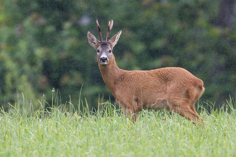 Bucins фото превью