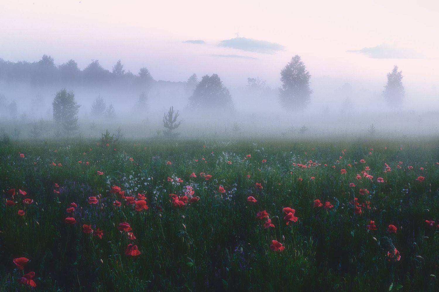 маки, туман, Кононов Антон