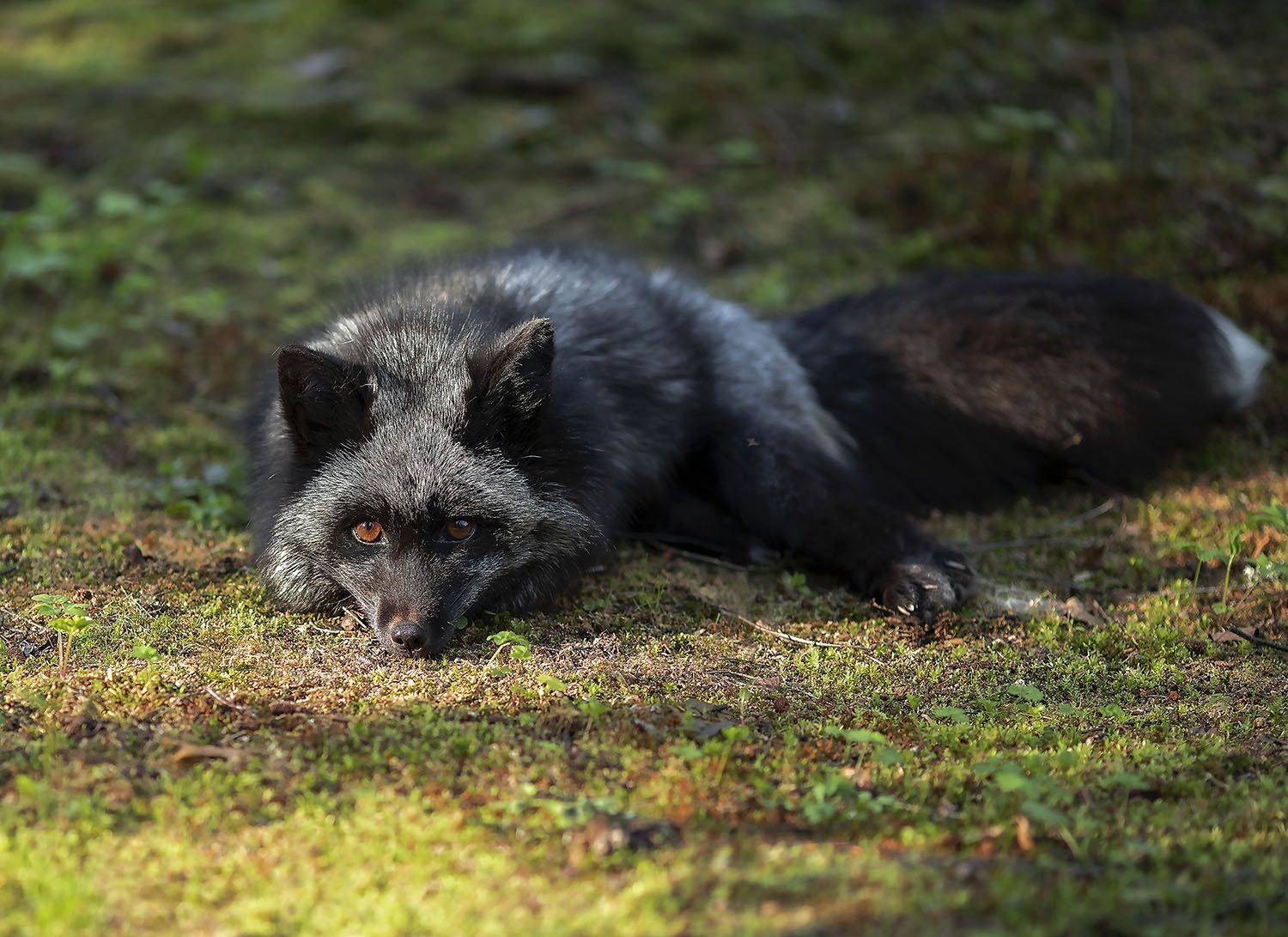 лиса,чернобурая,красотка,природа, fox, black,beautiful, nature, Юлия Стукалова