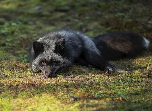 Красавица Лиса