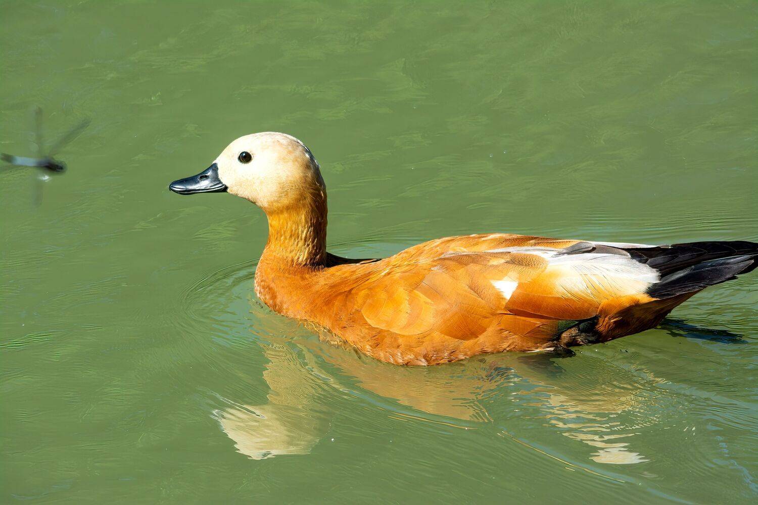 огарь, или, красная, утка, Алексей Рыльский