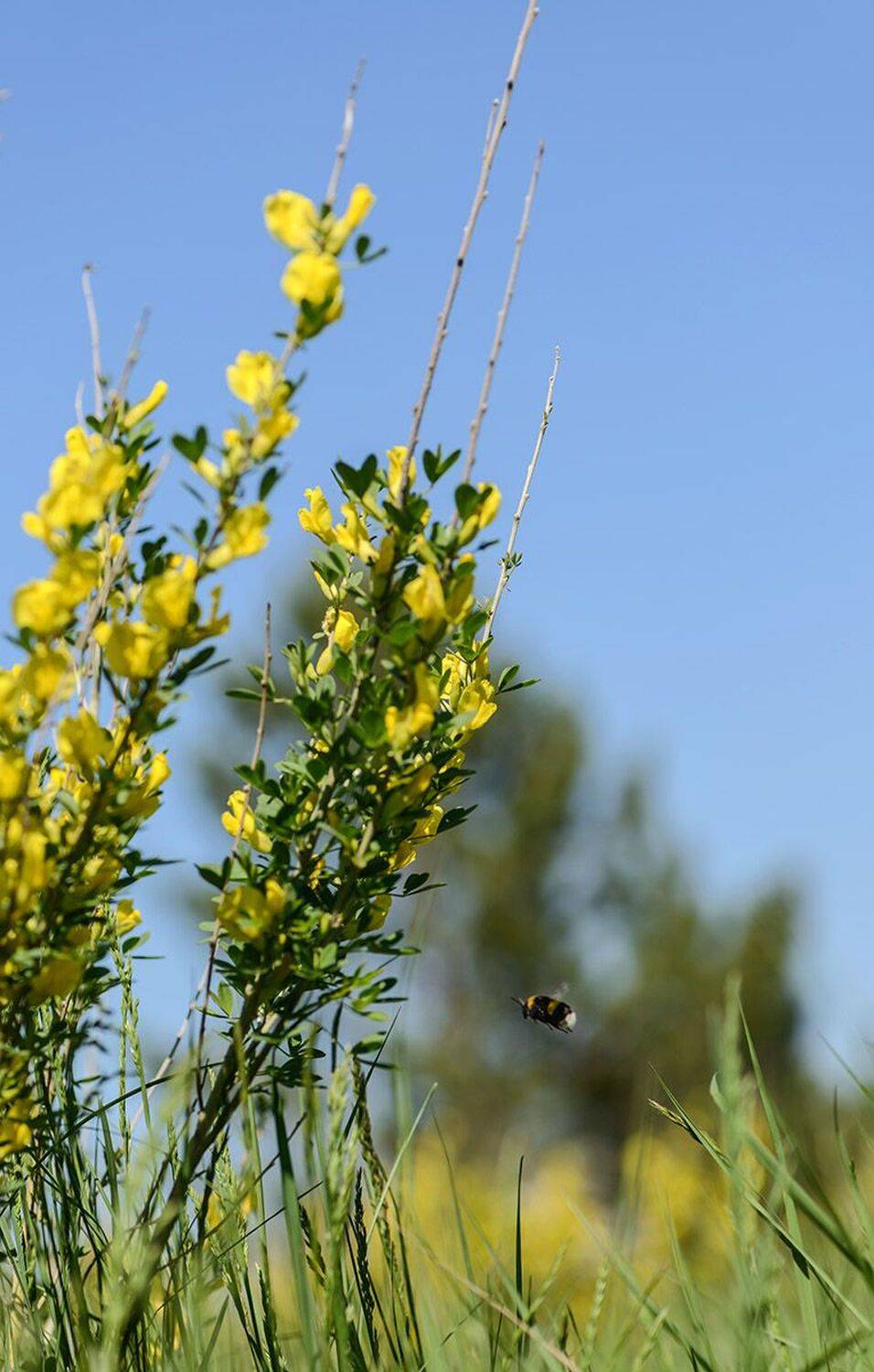 , Наиля Гарифуллина