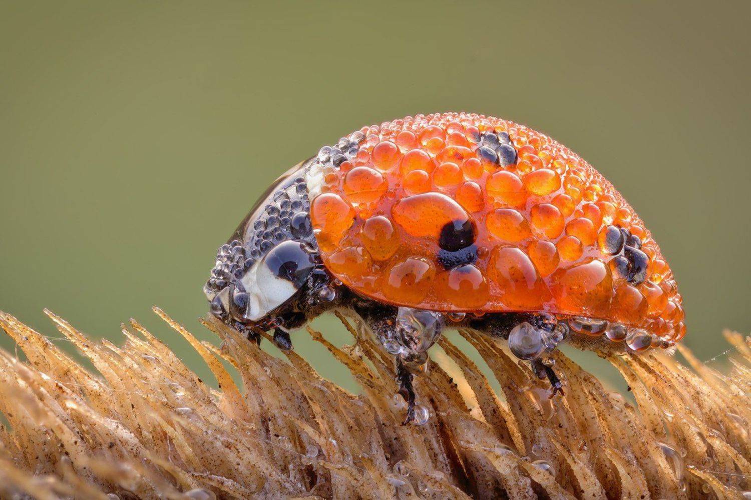 , Вадим Ходаковский