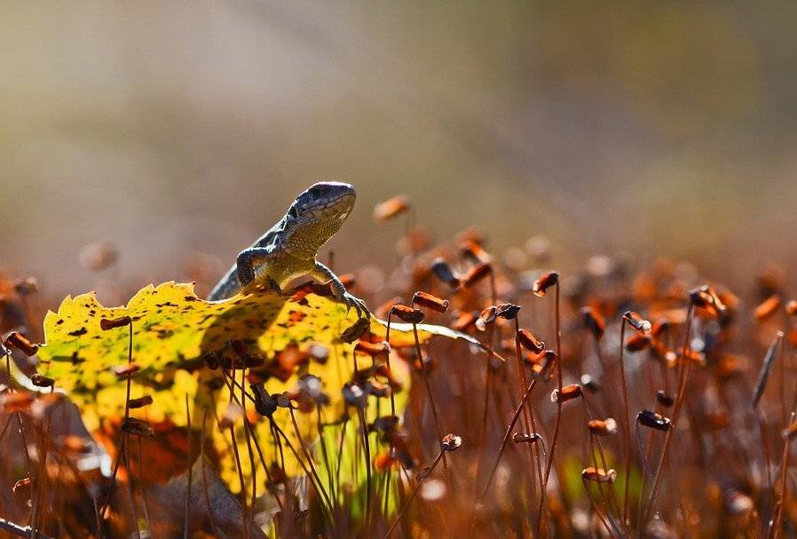 , Вячеслав Мищенко