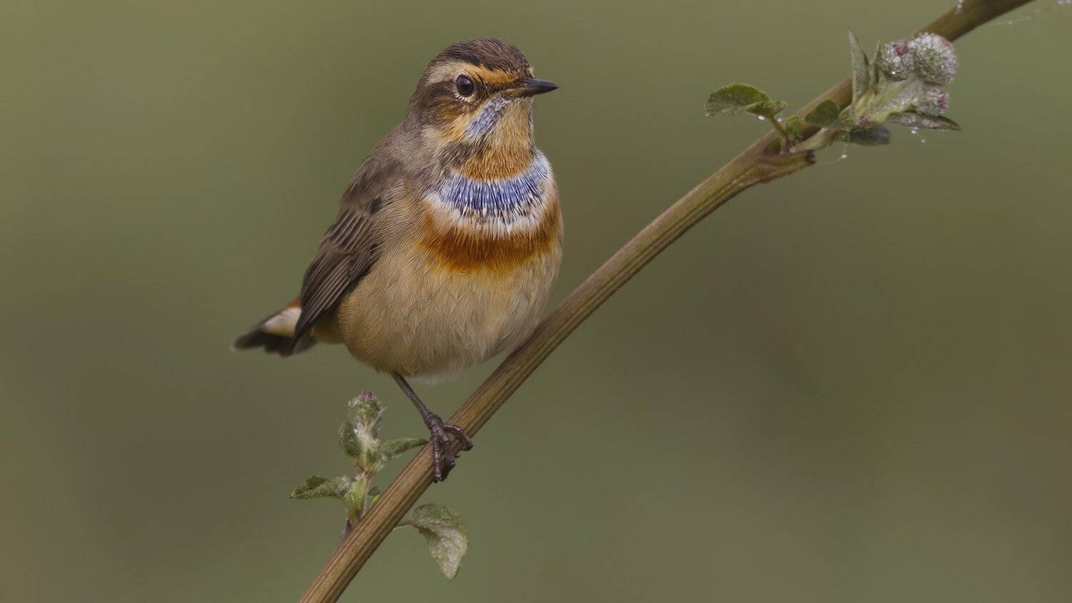 , Ляпустин Юра