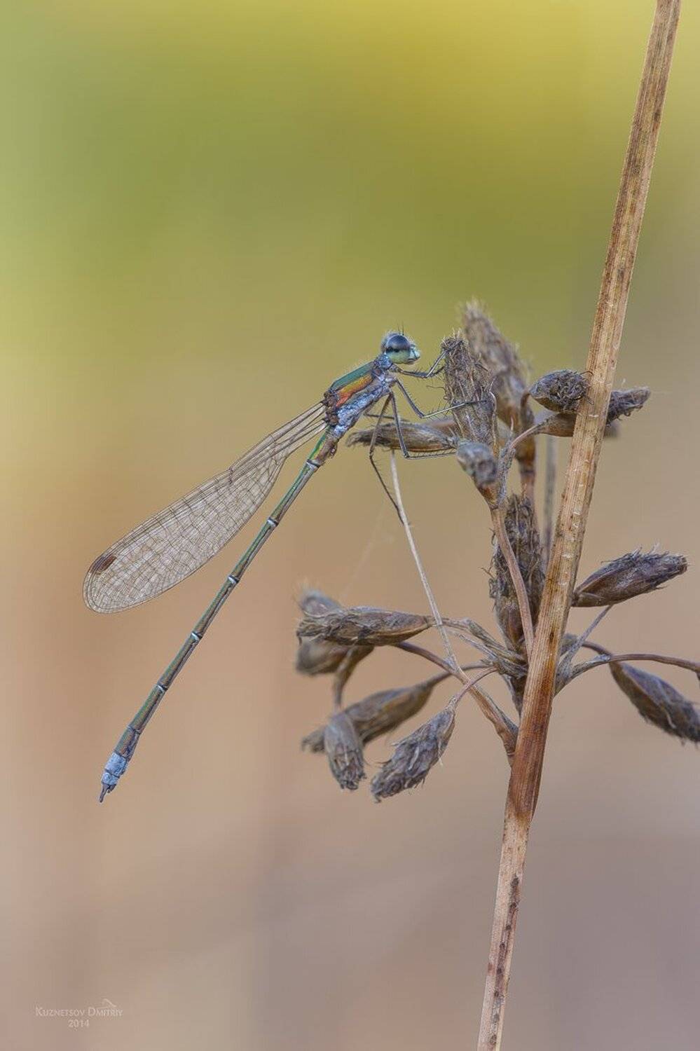 , Кузнецов Дмитрий