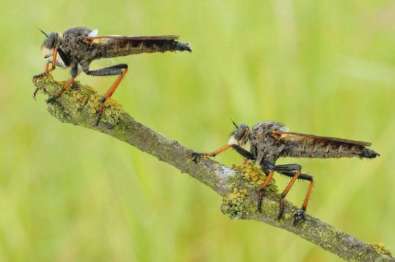 охотники фото превью