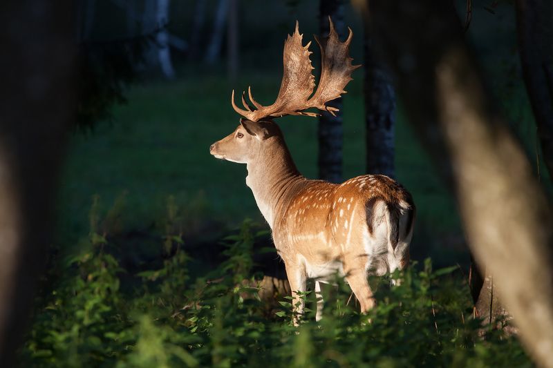 Лань. Вожак табунка фото превью