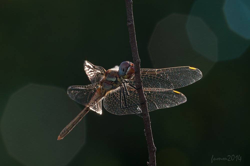 , Игорь ФУММ