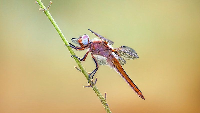 Alone Dragon фото превью