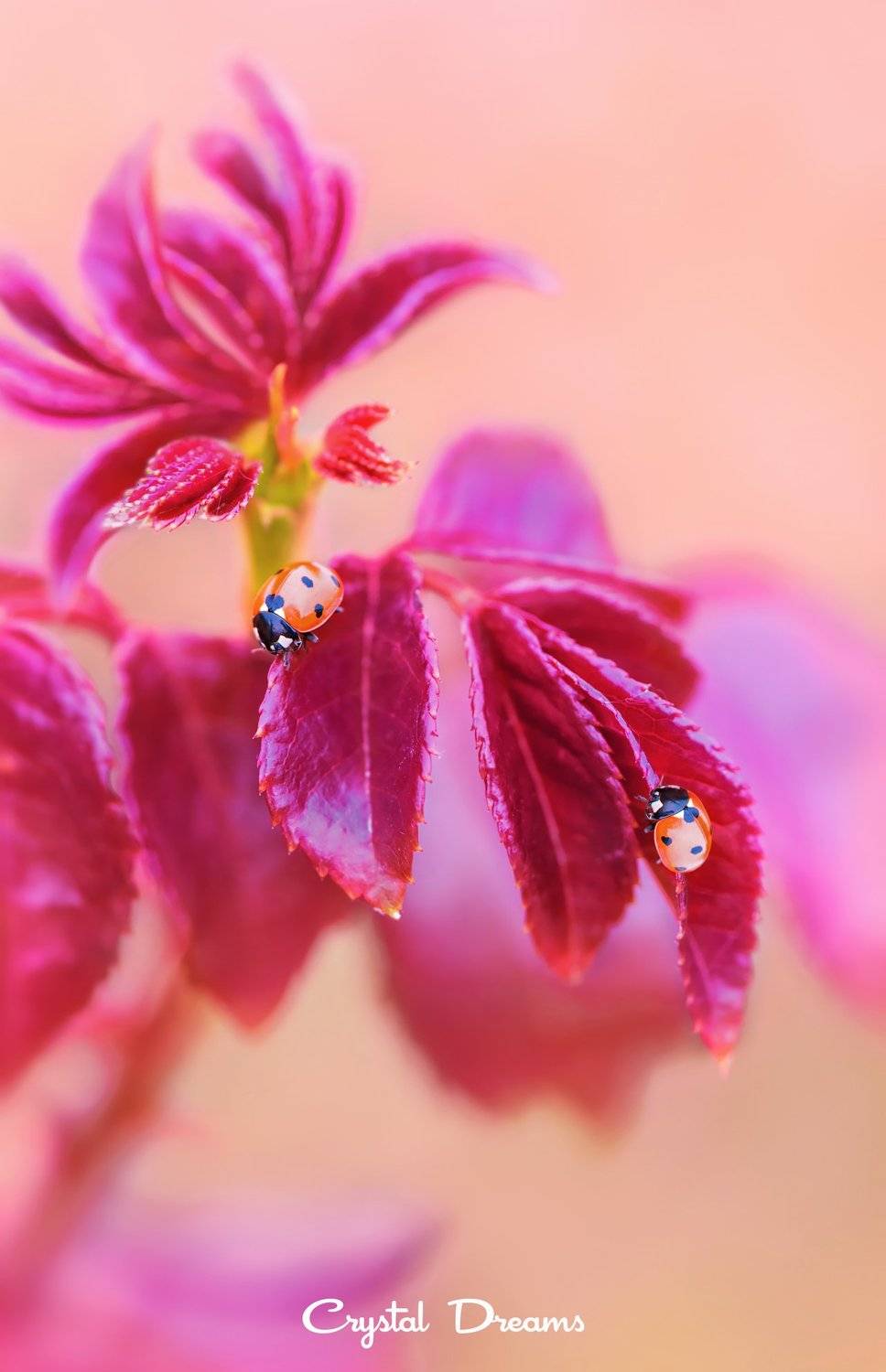 , Татьяна Крылова