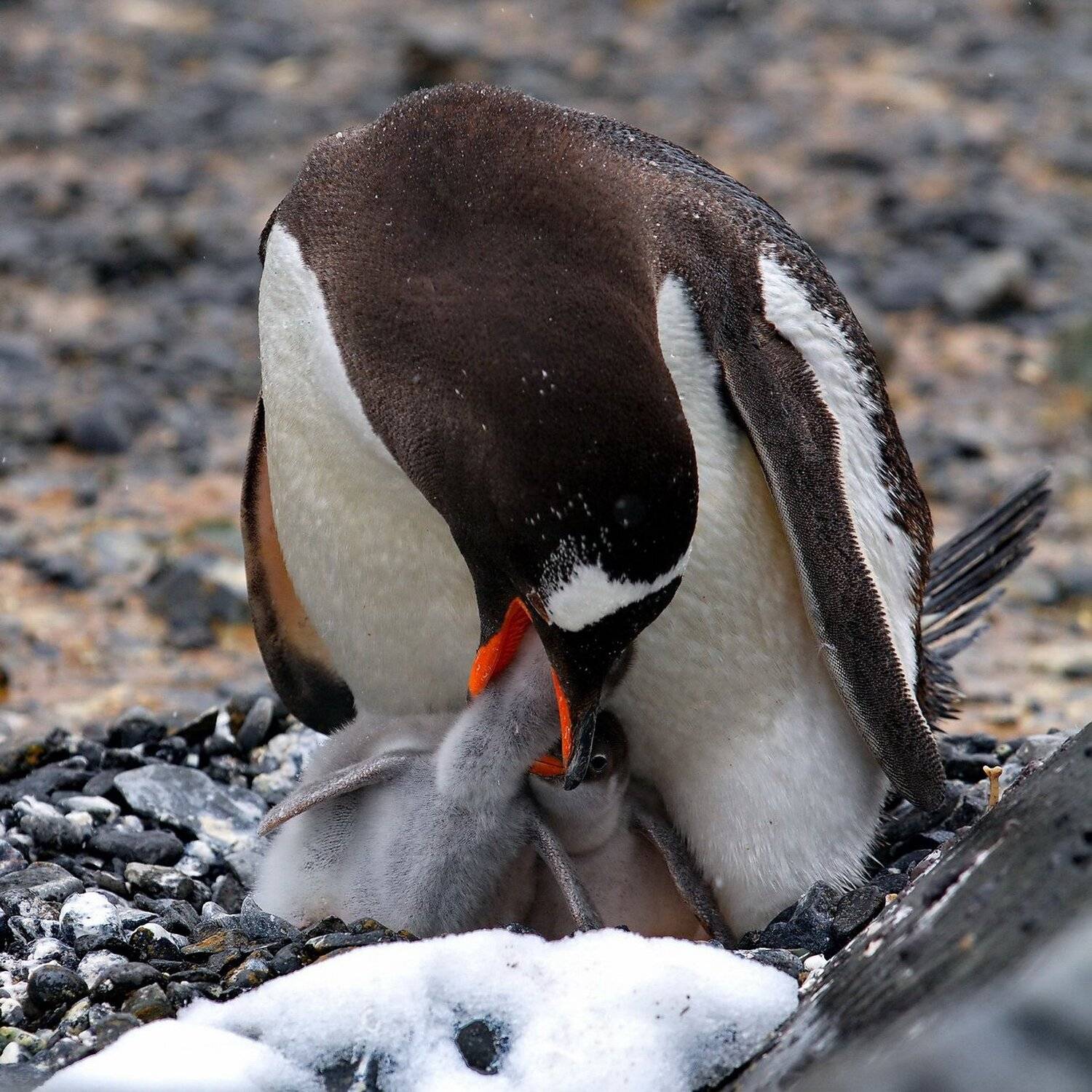 , Александр Перов