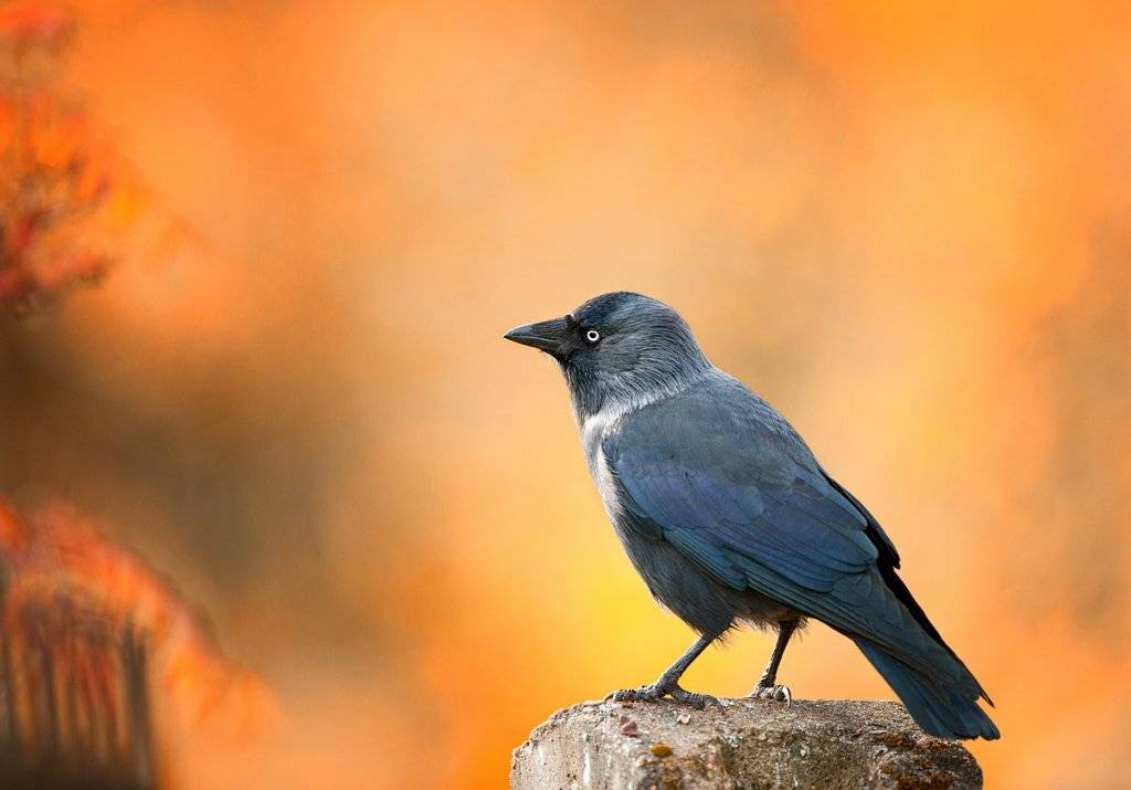 , Юрий Кулаков