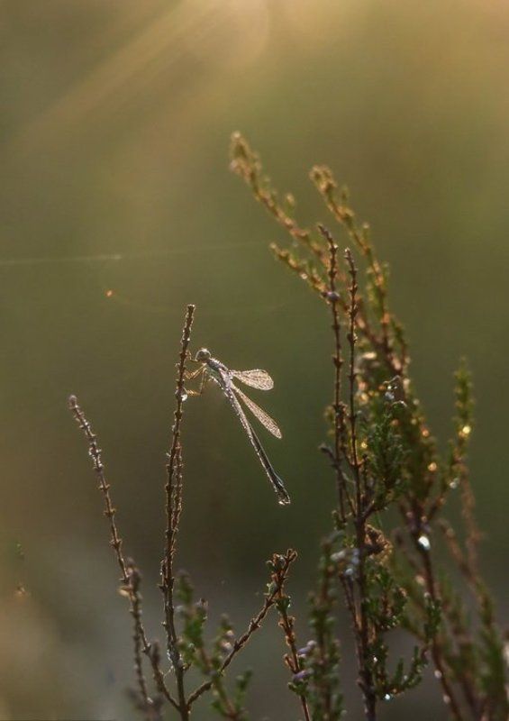 Сияющее утро фото превью