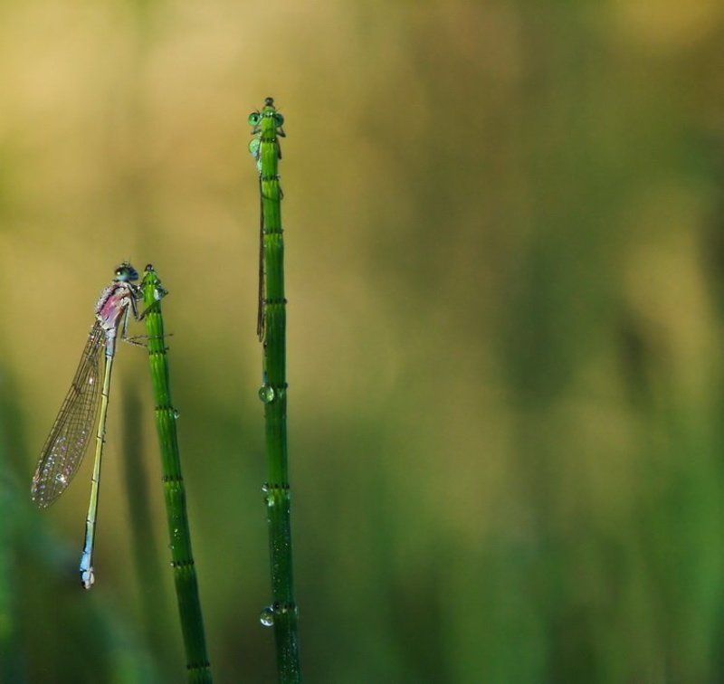 В профиль и в анфас фото превью