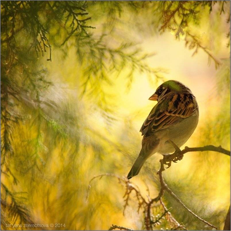 , Татьяна Жеребцова