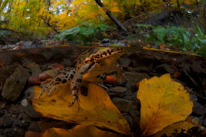Лягушкино царство фото превью