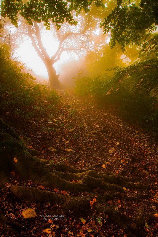 The one фото превью