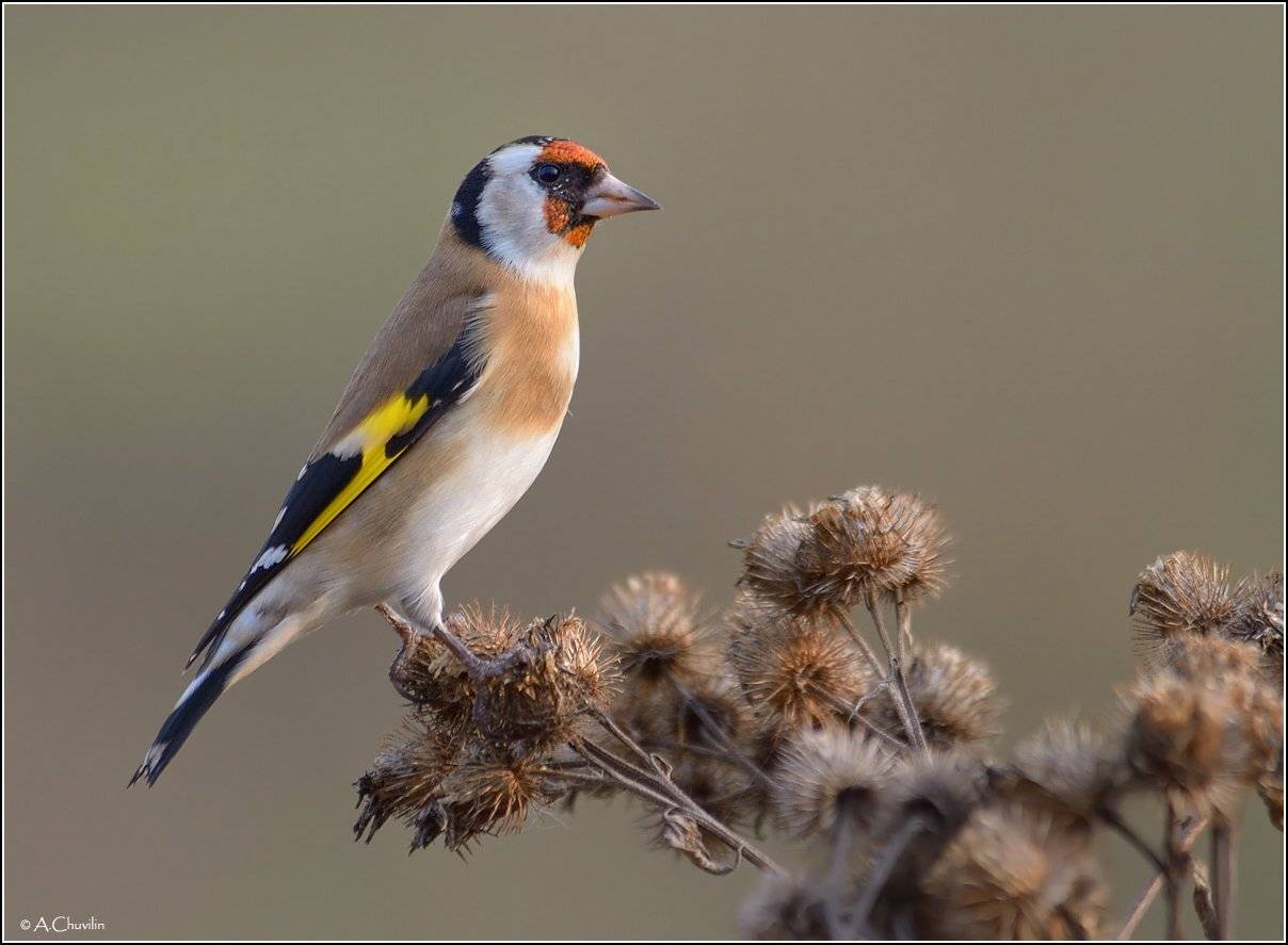 щегол,репейник,октябрь, Александр Чувилин