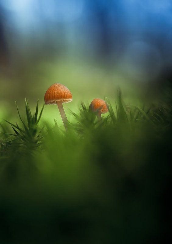 Little tiny things фото превью