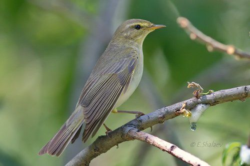 Willow Warbler ,	Пеночка-весничка - 	Phylloscopus trochilus