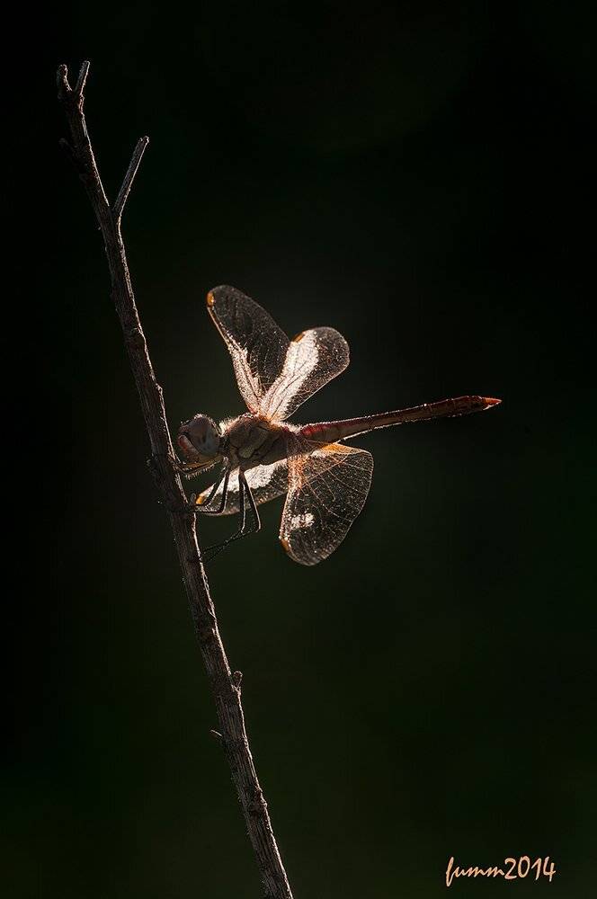 , Игорь ФУММ