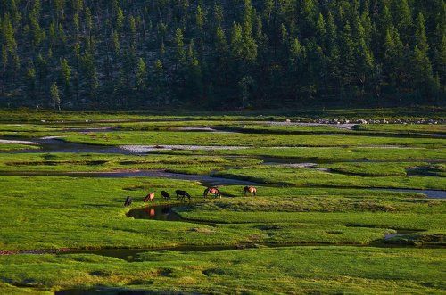 Кони и поля