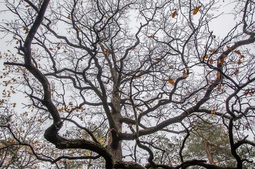 Сплетенье судеб