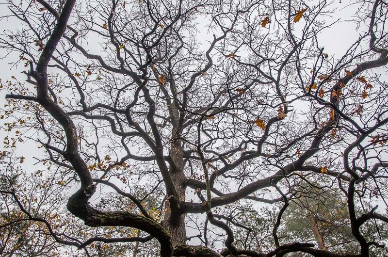 Ветки, Дерево, Деревья, Осень Сплетенье судеб фото превью