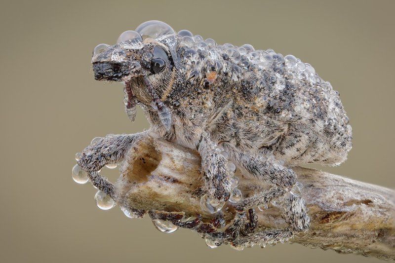 ///// фото превью